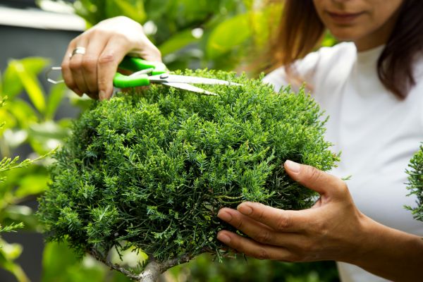 Cost of Juniper Shrub Pruning in Boulder