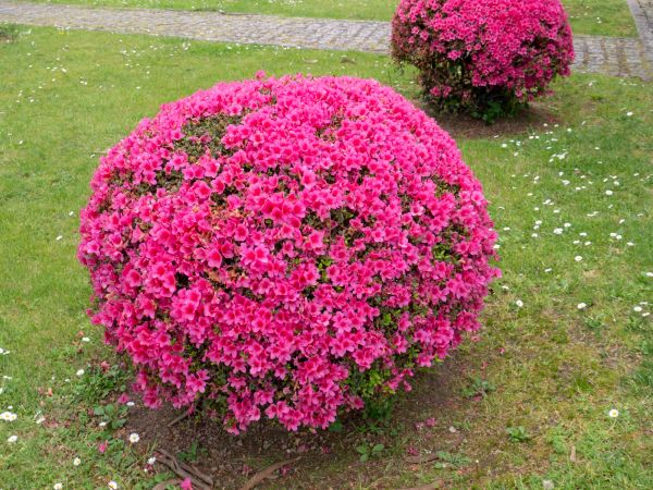 Cost of Rhododendron Pruning in Boulder