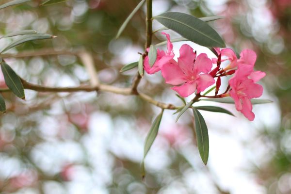 Cost of Oleander Removal in Boulder