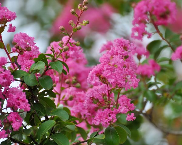 Cost of Crepe Myrtle Removal in Boulder