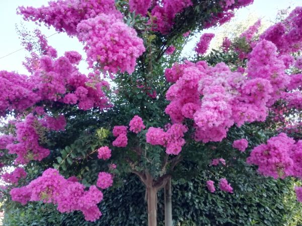 Cost of Crape Myrtle Pruning in Boulder