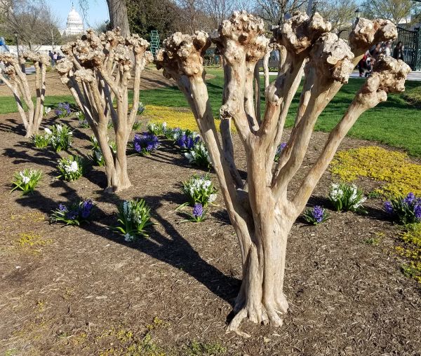 Cost of Myrtle Tree Removal in Boulder