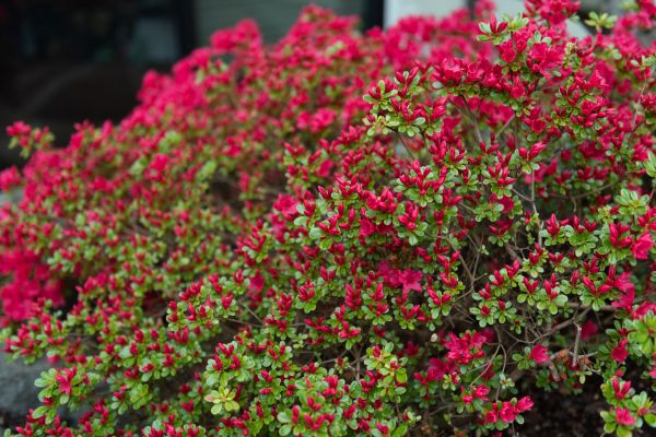 Cost of Weigela Removal Service in Boulder