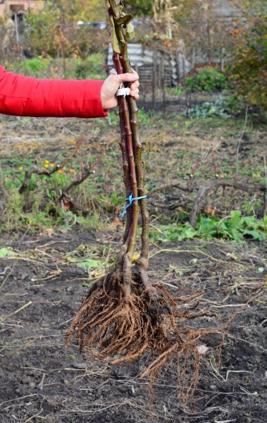 Cost of Shrub Root Removal in Boulder