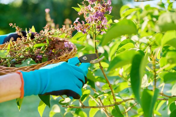 Cost of Lilac Trimming Service in Boulder