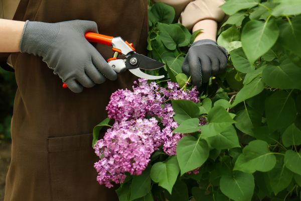 Cost of Lilac Pruning Service in Boulder