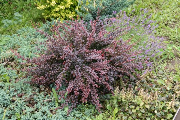 Cost of Japanese Barberry Removal in Boulder