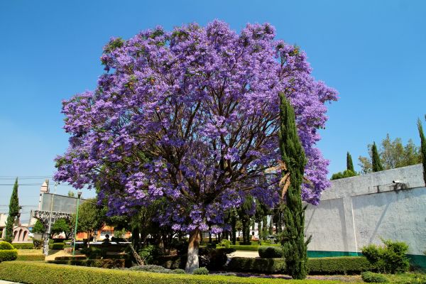 Cost of Jacaranda Pruning in Boulder