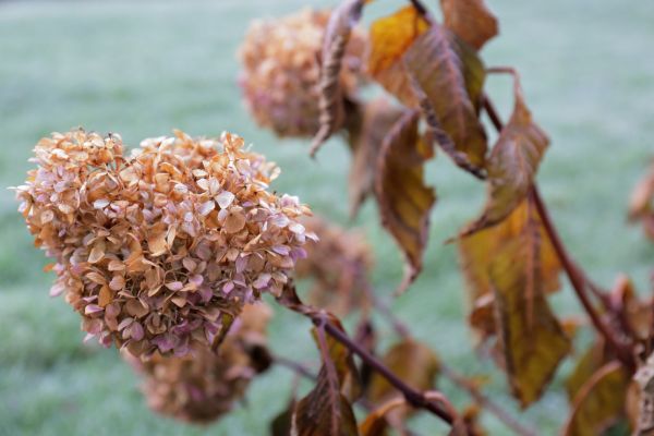 Cost of Hydrangea Removal in Boulder