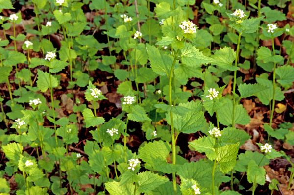 Cost of Garlic Mustard Removal in Boulder