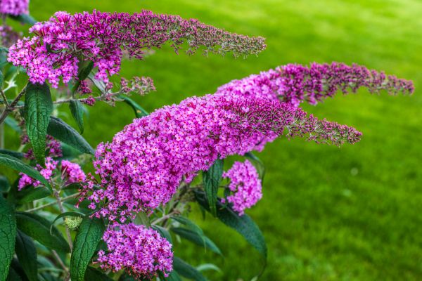 Cost of Butterfly Bush Removal in Boulder