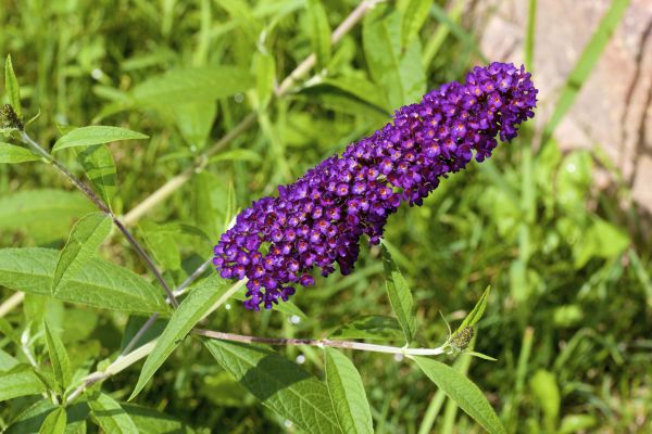 Butterfly Bush Pruning in Boulder