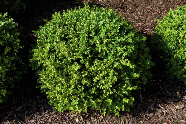 Cost of Boxwood Removal in Boulder