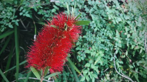 Cost of Bottlebrush Pruning in Boulder