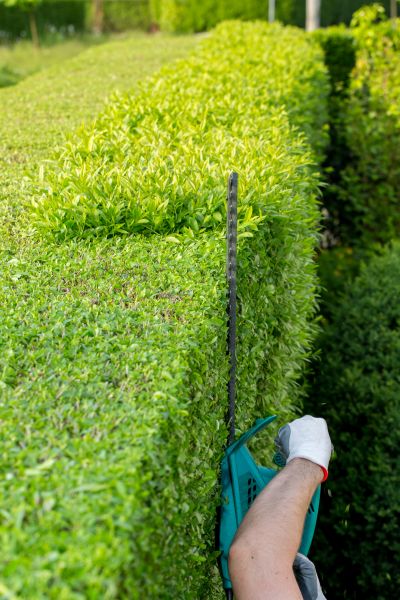 Hedge Trimming in Boulder